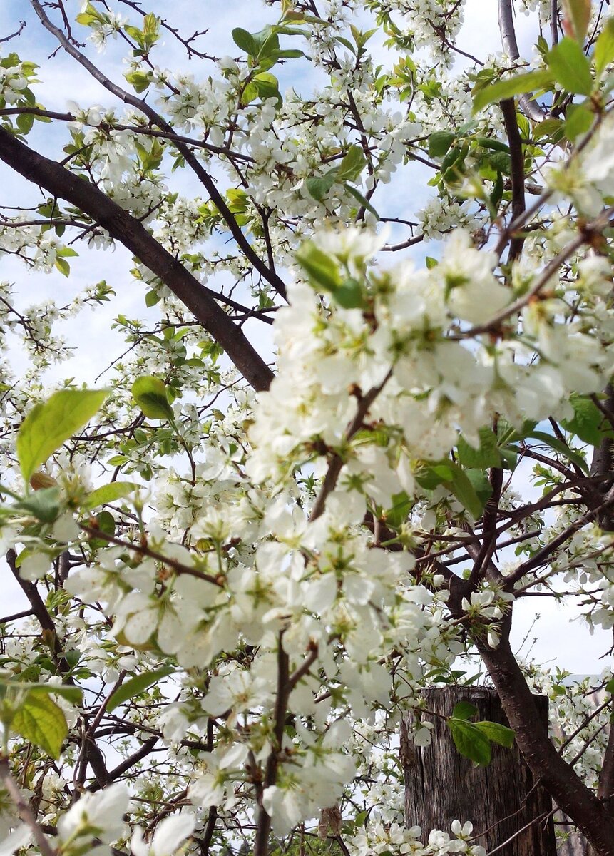 Цветет терновник.