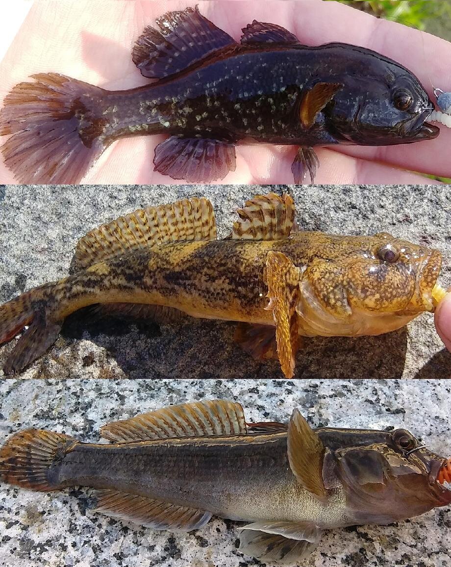 Морской бычок дальневосточный