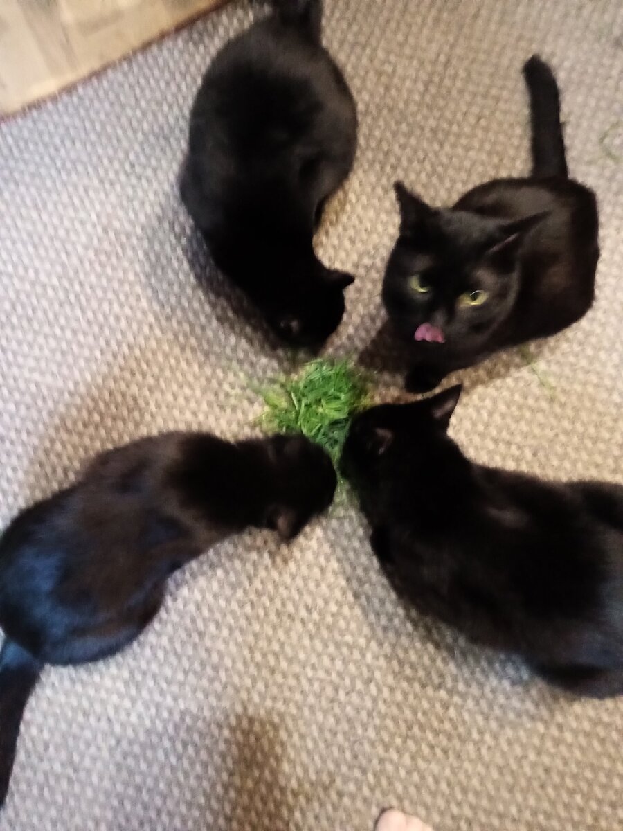 Их сложно собрать вместе. Шурочка только для поедания травы присоединяется к остальным.