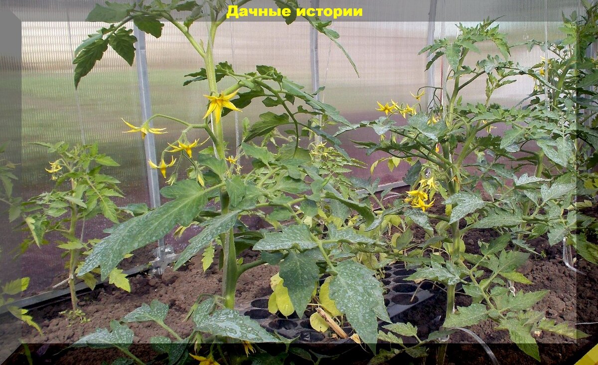 Почему не цветут томаты в теплице. Бутоны на рассаде томатов. Томат дружная семейка. Как у томатов завязываются плоды