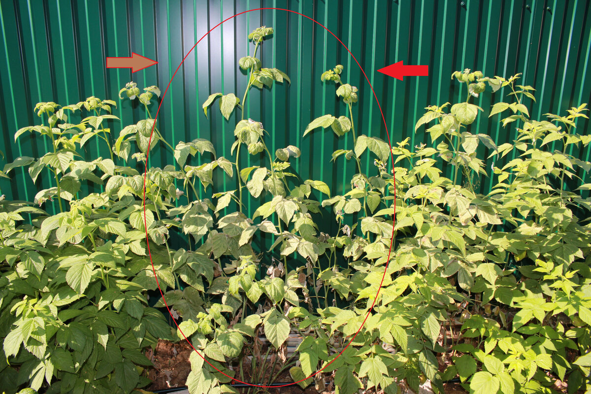 думал, что мучнистая роса, а оказался клещ. На фото - последствие...