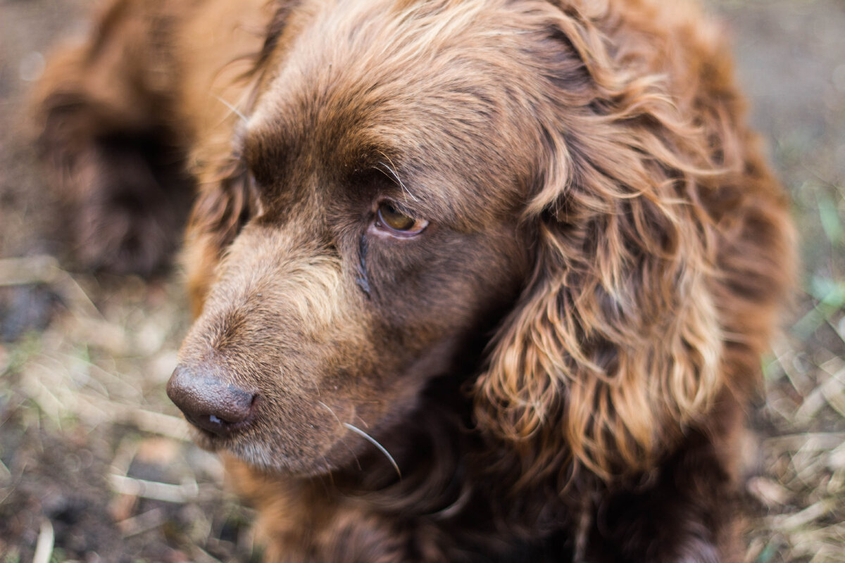 самый умный собачий мальчик