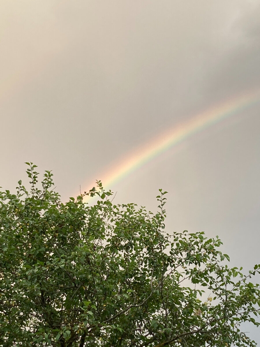 Хоть что-то вчера было хорошее - в первый раз за лето увидела радугу. Фото автора