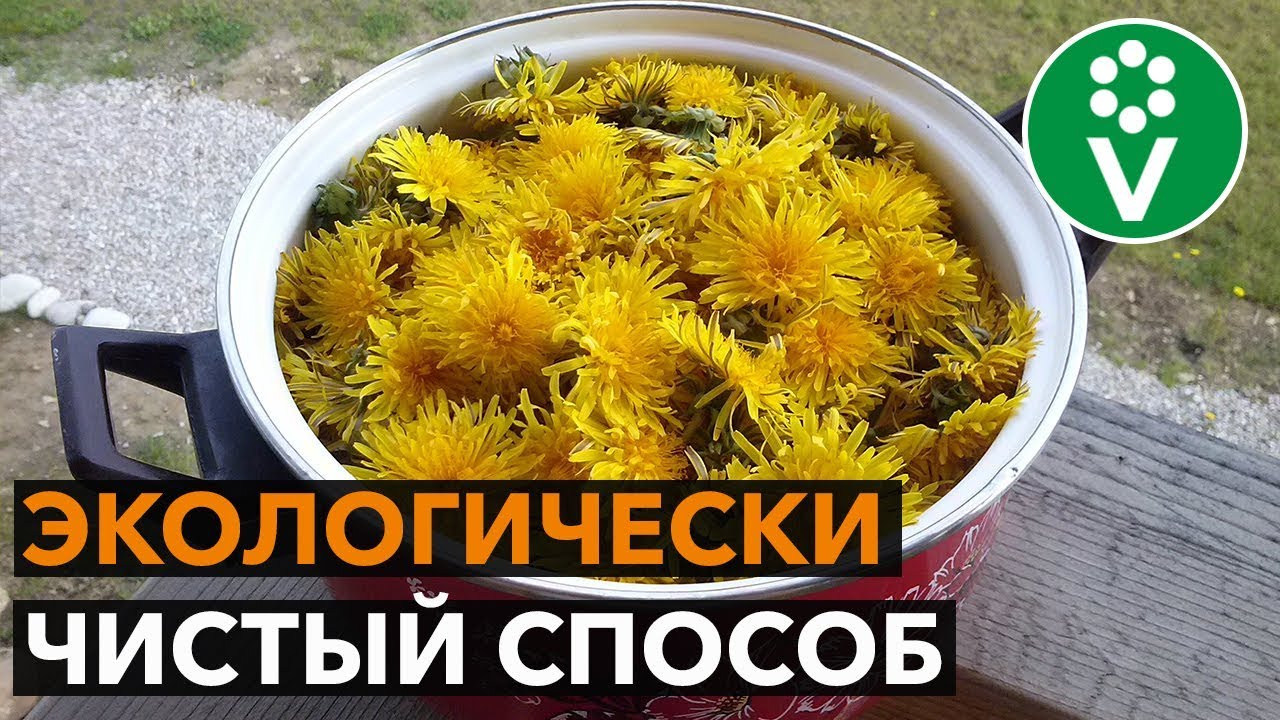 ✿ Одуванчики Вместо Химии! Боремся с тлей, трипсами, паутинным клещом