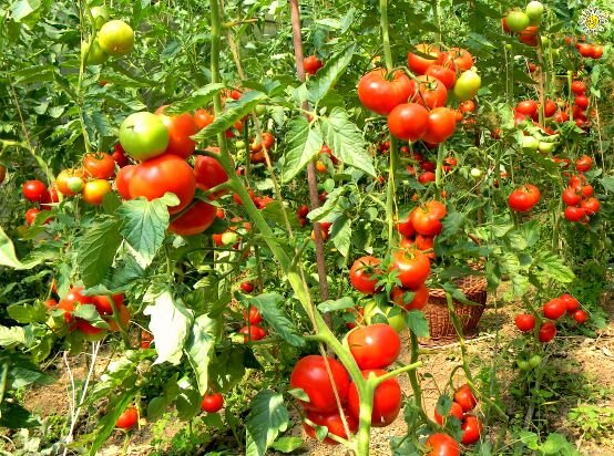 Мои родные помидорчики