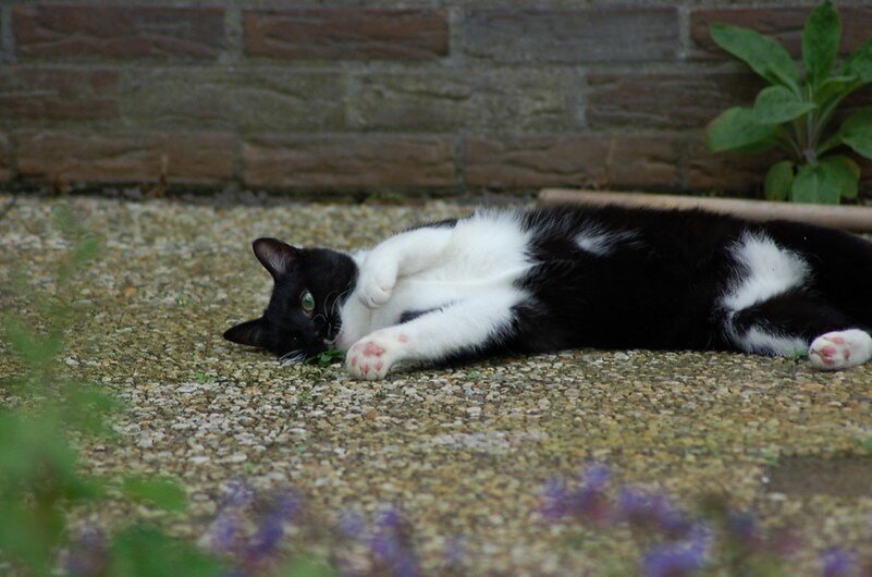 Кошка "под валерианой". Фото Jeroen (flickr.com)