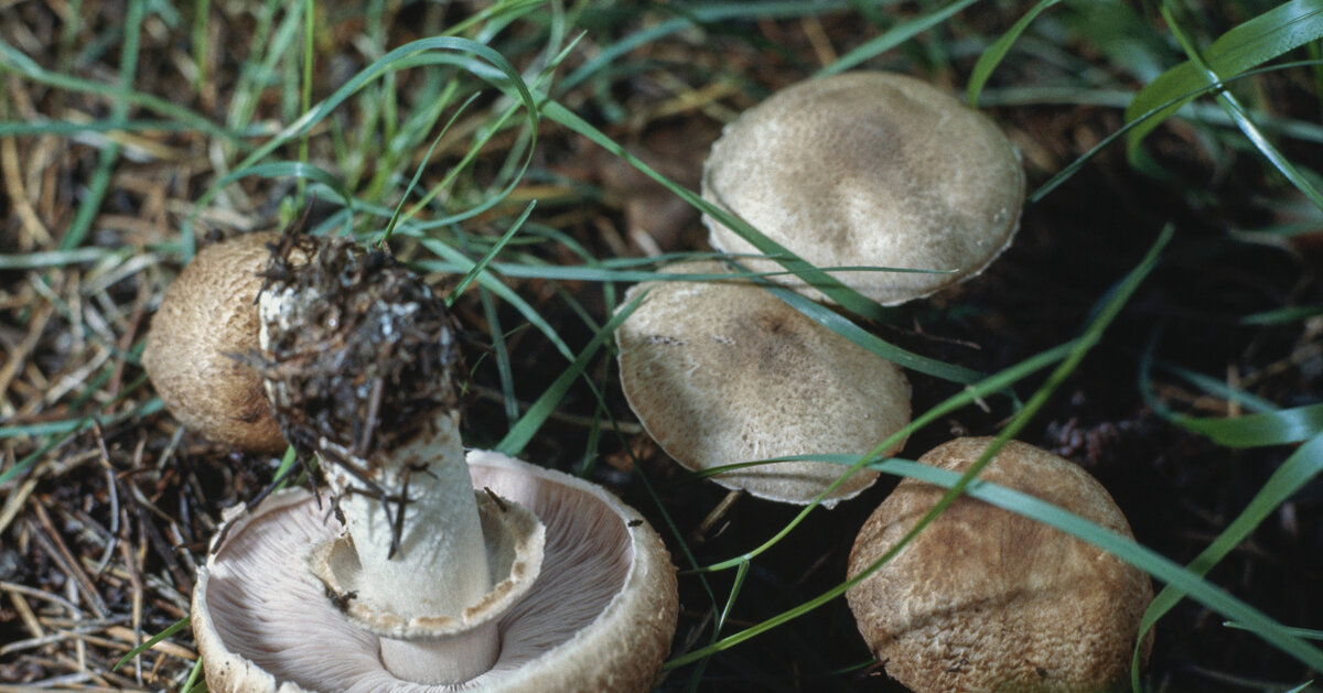 Грибы курочки (Фото с www.wday.ru)