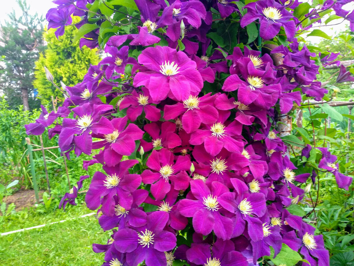 Обильноцветущий клематис. Фото автора