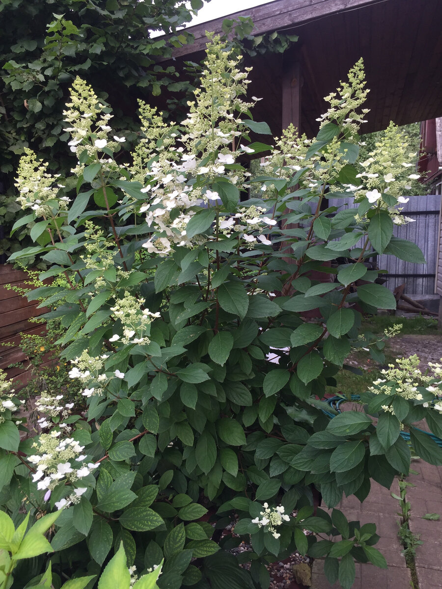 У дорожки моя