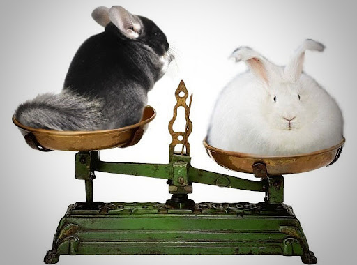 Кролики «Советская шиншилла»
