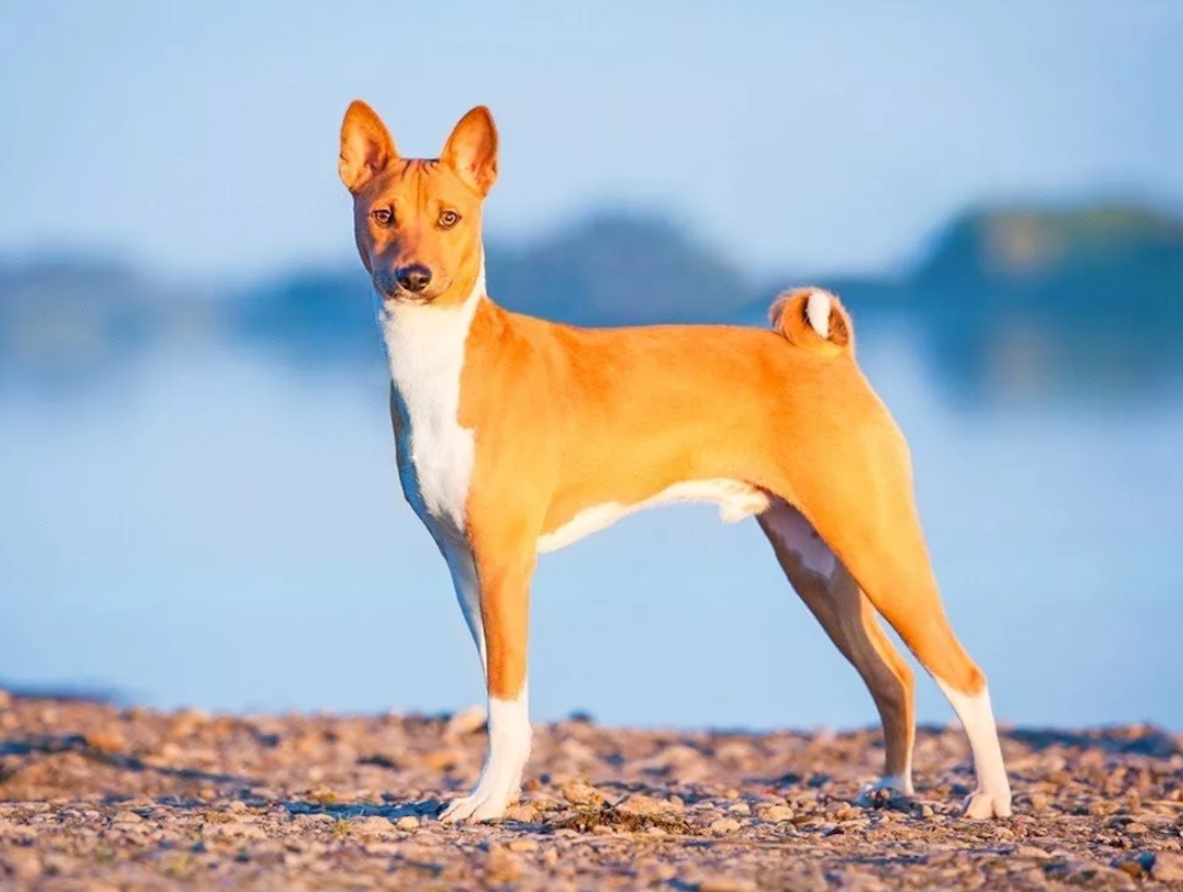Содержание собаки Англии  обходится недёшево