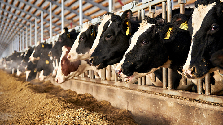 ФОТО: GEN_SHTAB / SHUTTERSTOCK 