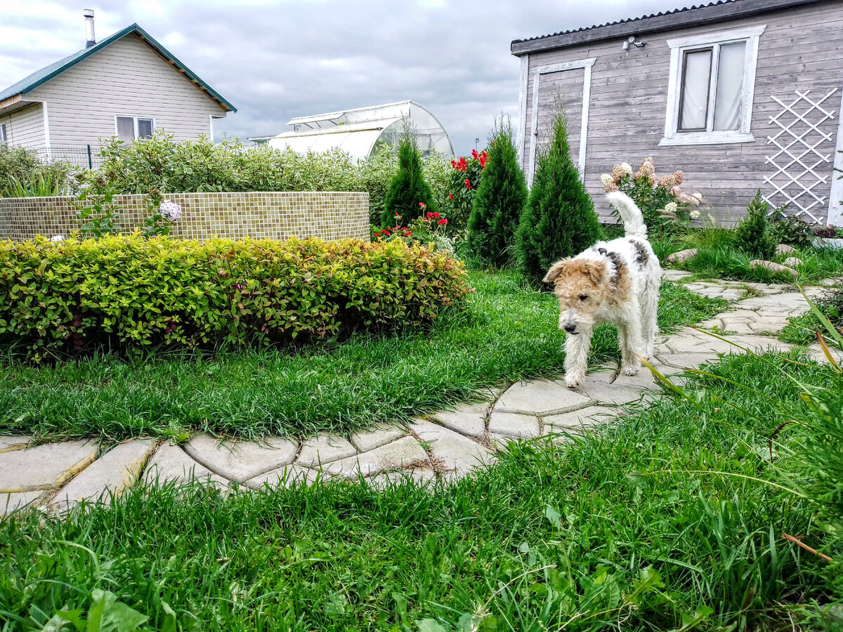 Три туи и Туня, 17 сентября 2021