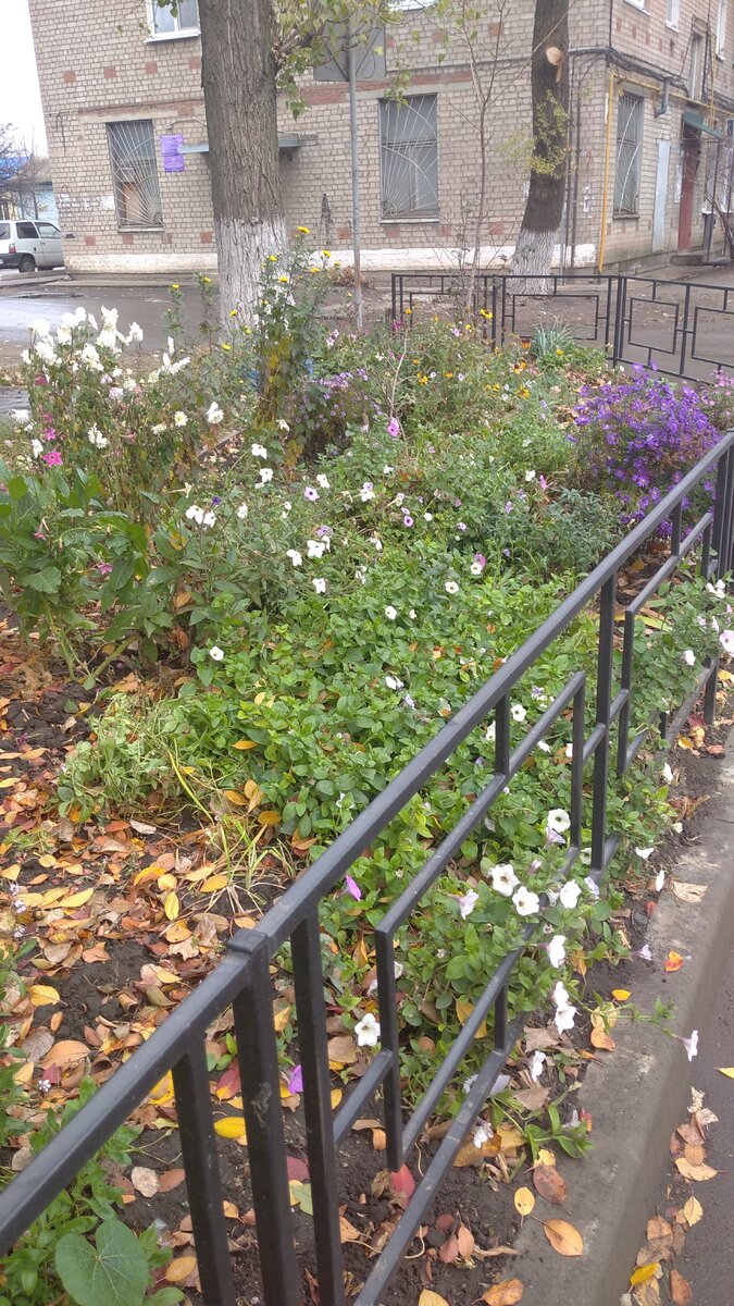 Ноябрь, но они ещё цветут