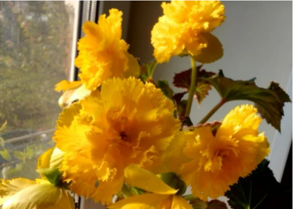 Бегония Фимбриата, фото автора