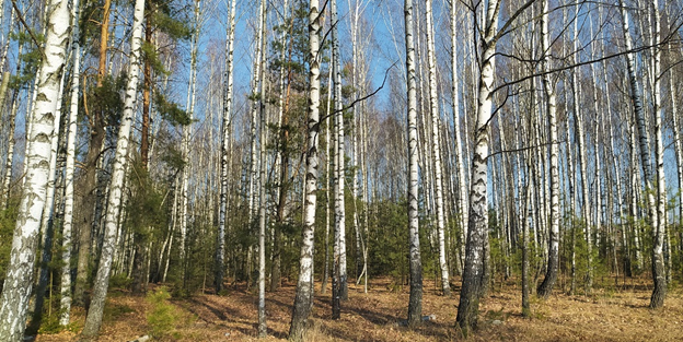 Наша деревенская роща в октябре. Фото автора