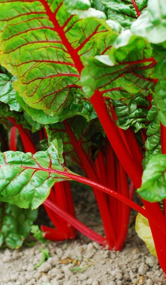 Сразу видно что витамины там просто бегают. И такая красота растет в тени.