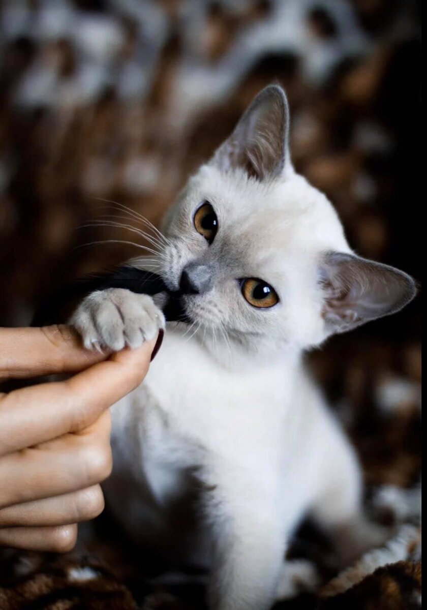 Котенок лилового окраса из питомника европейской бурмы Jasper Burmese - Romashka Jasper*RU (Ами) - 3 мес.