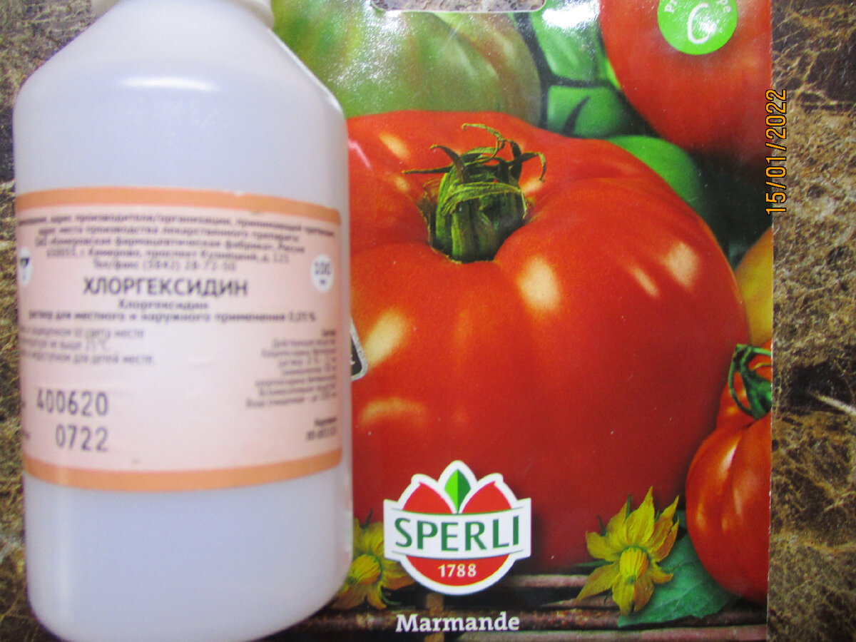 Обработка семян томатов хлоргексидином. Хлоргексидин для семян. Хлоргексидин для протравливания семян перца. Обеззараживание семян перед посевом хлоргексидином.