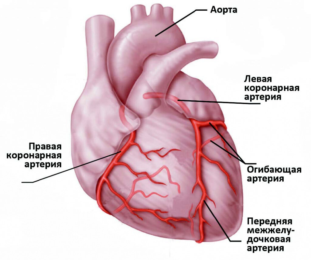 e-Anatomy — анатомия и медицинская визуализация