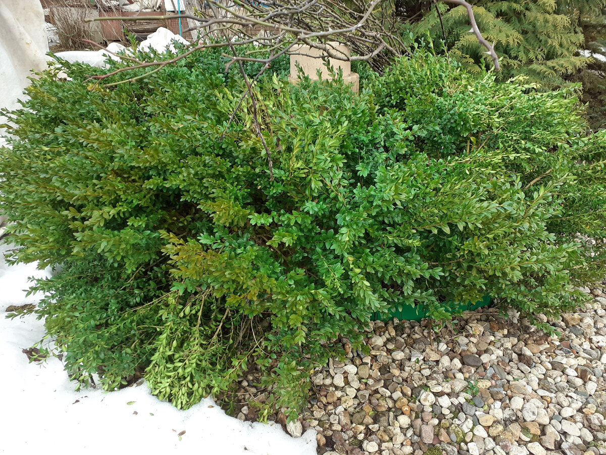 Мой самшит после зимовки 