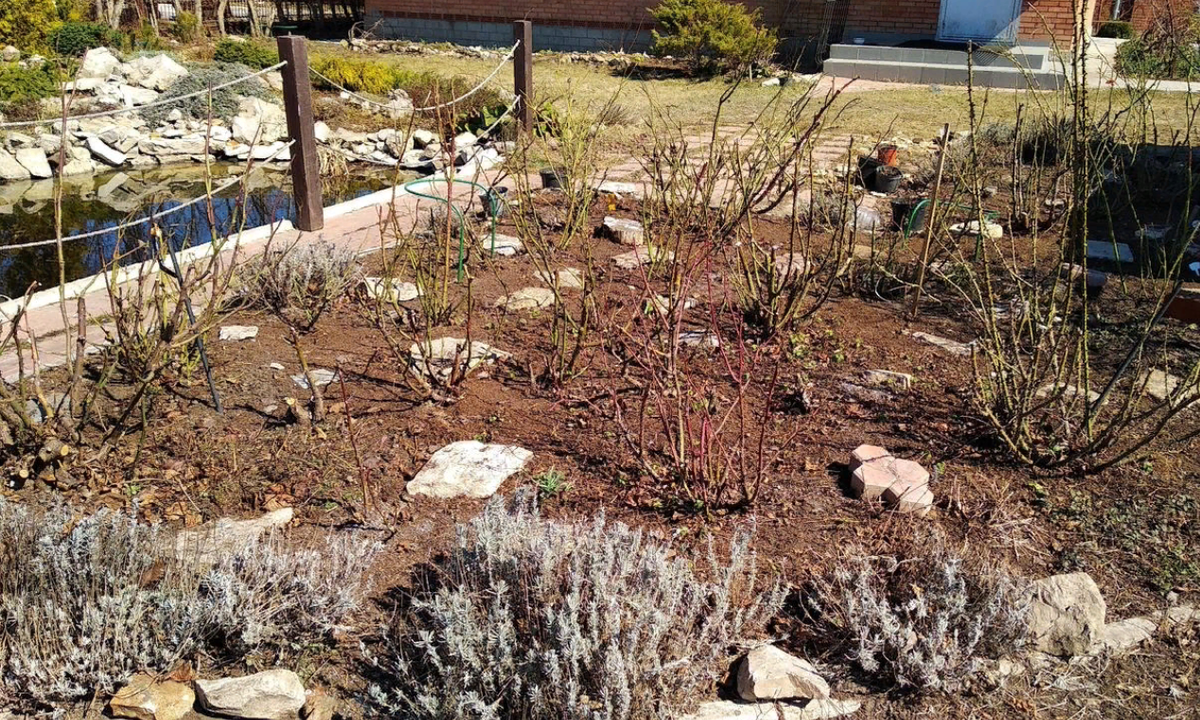 Весенний уход за розами заключается в осуществлении нескольких действий (источник фото: 7dach.ru)