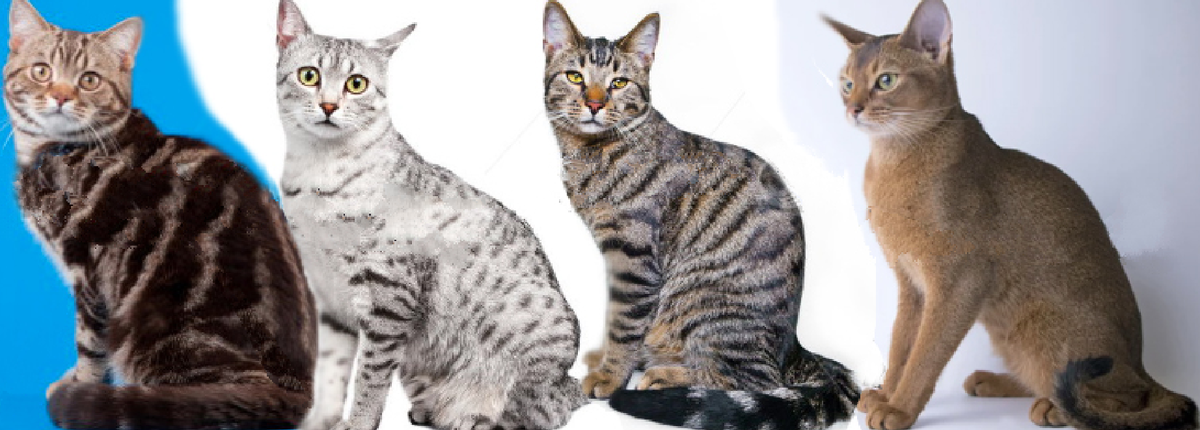 Коты-обладатели разных аллелей из "серии генов Tabby" в соответствии с представлениями более чем 20-летней давности: tb < Tsp < T < Ta. На выставках всех эти окрасы отсуживаются в одной группе "Tabby".