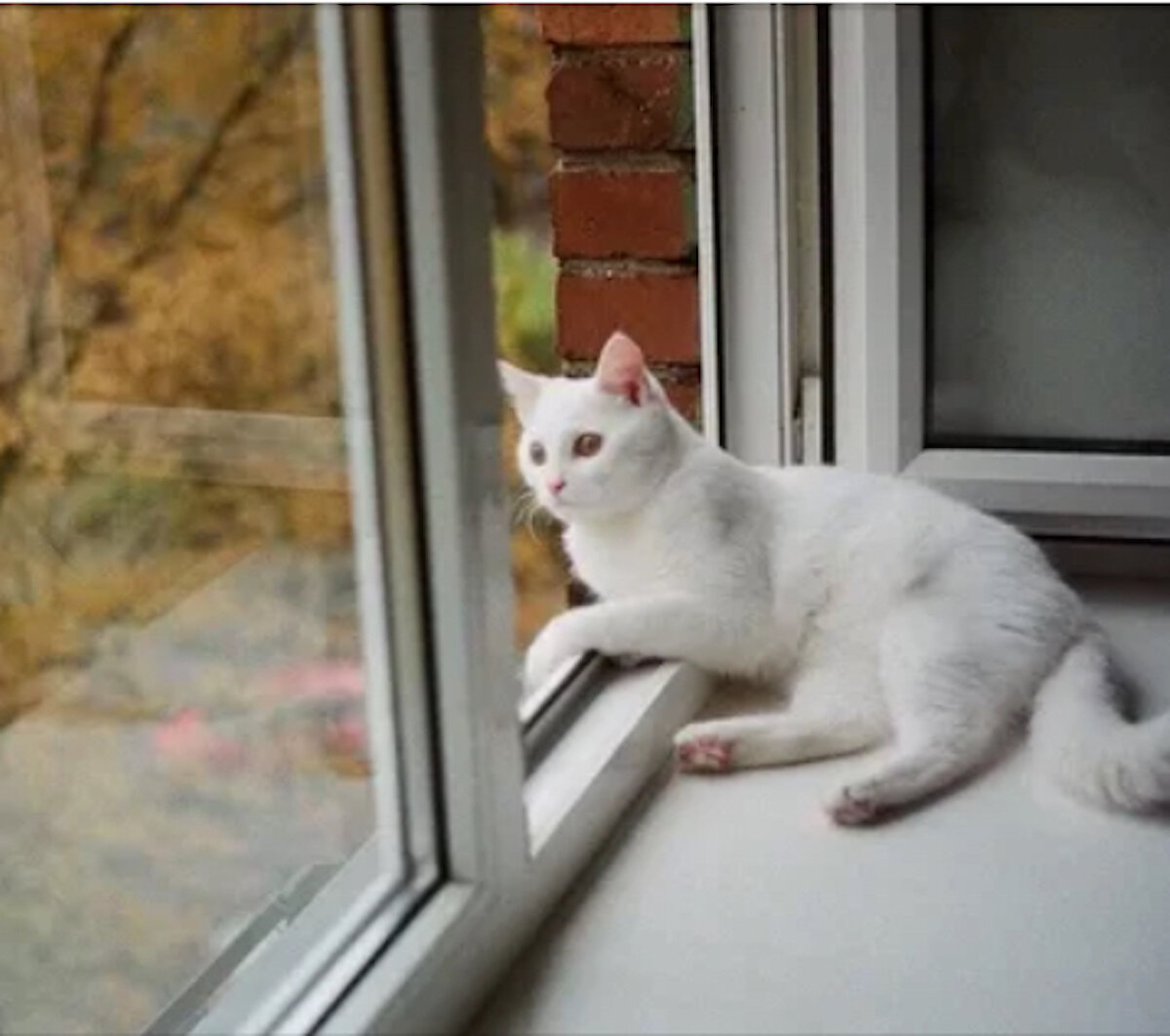 Котенок на окне