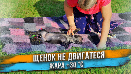 Щенок свалился от жары +30 °C ! Самая жаркая съёмка!