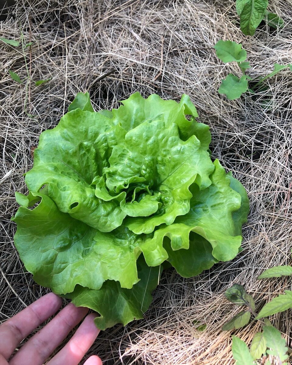 Салат в посадке по одному 