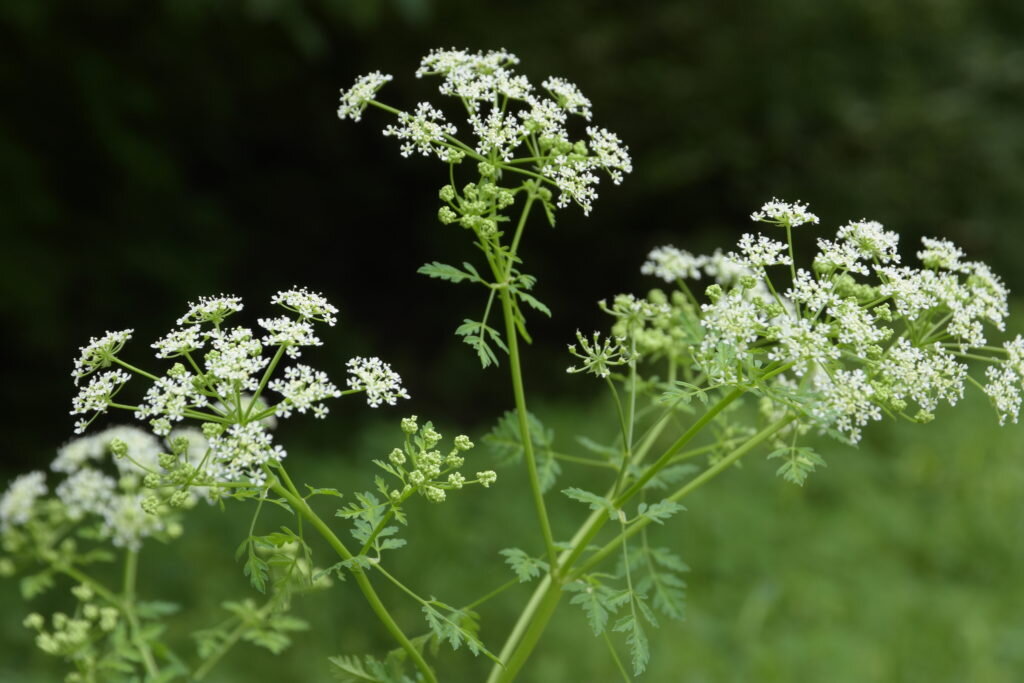 Hemlock. кониум макулатум. болиголов пятнистый. вех цикута. болиголов пятнистый 4 буквы.