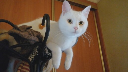 Самоуверенный кошак. | НЕСТАНДАРТНЫЕ КОТЫ | Дзен