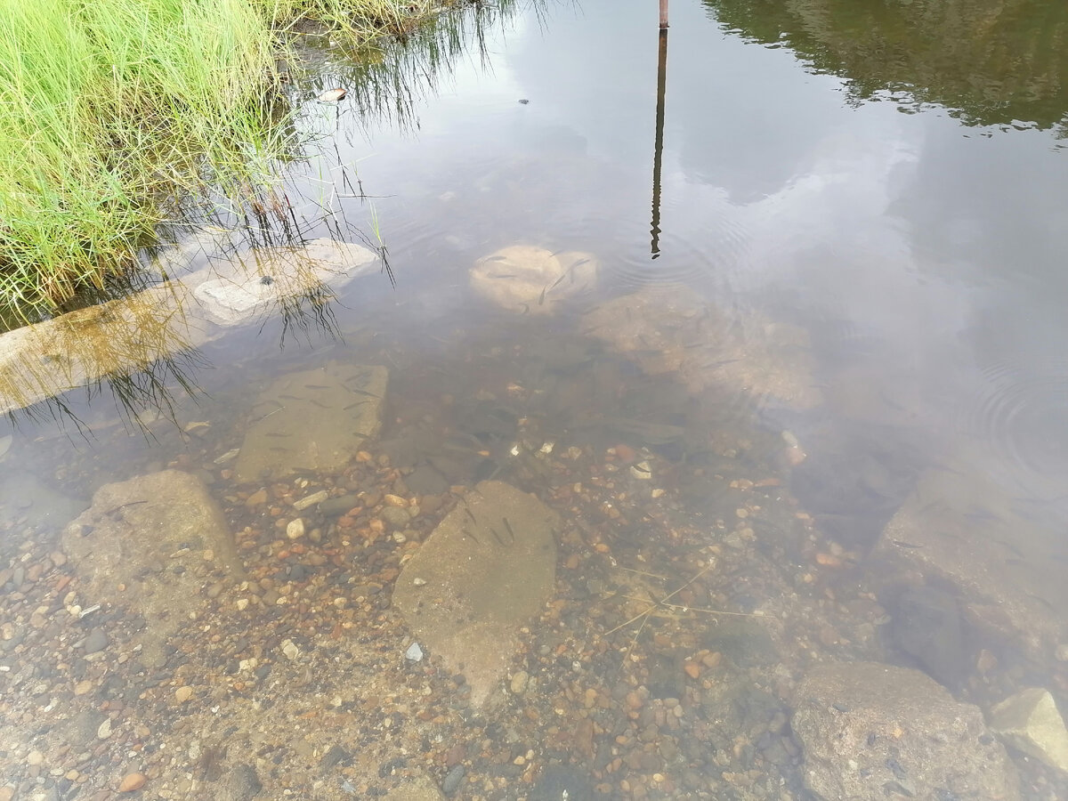 Есть стайка мальков