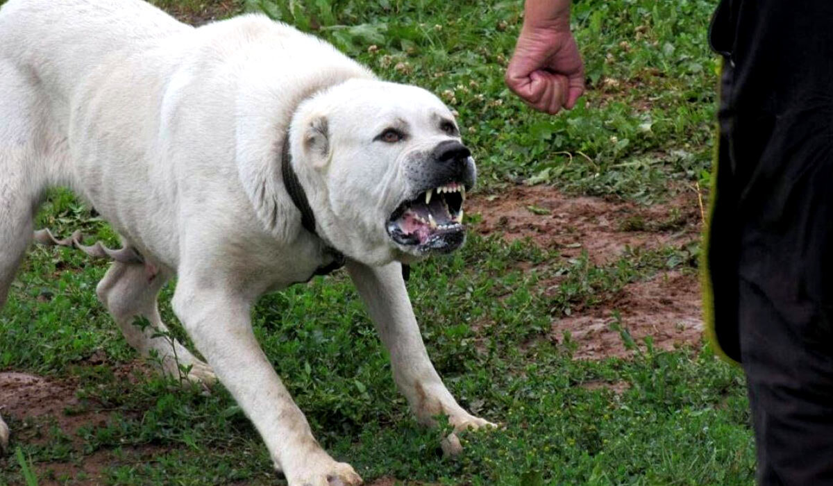 Фото с сайта pet7.ru