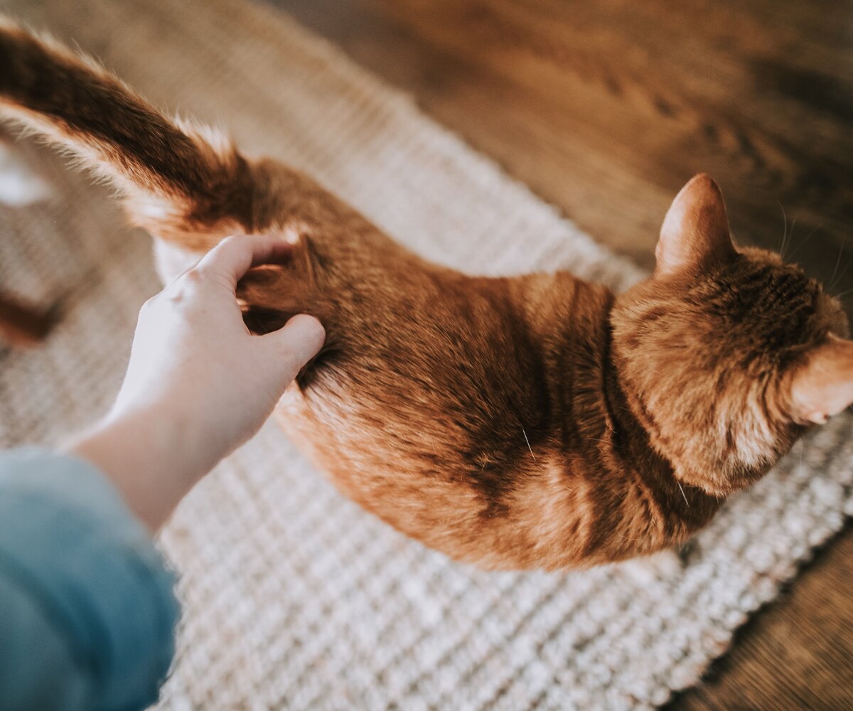     Почему от кота неприятно пахнет: неочевидная причина, связанная с серьезной болезнью