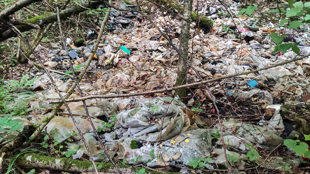Старая незаконная свалка отходов в лесу