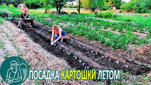 🥔 Посадка картофеля летом суперэлитой с длинными ростками 🌿 Опыт выращивания Гордеевых