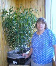 Мои лилии на балконе