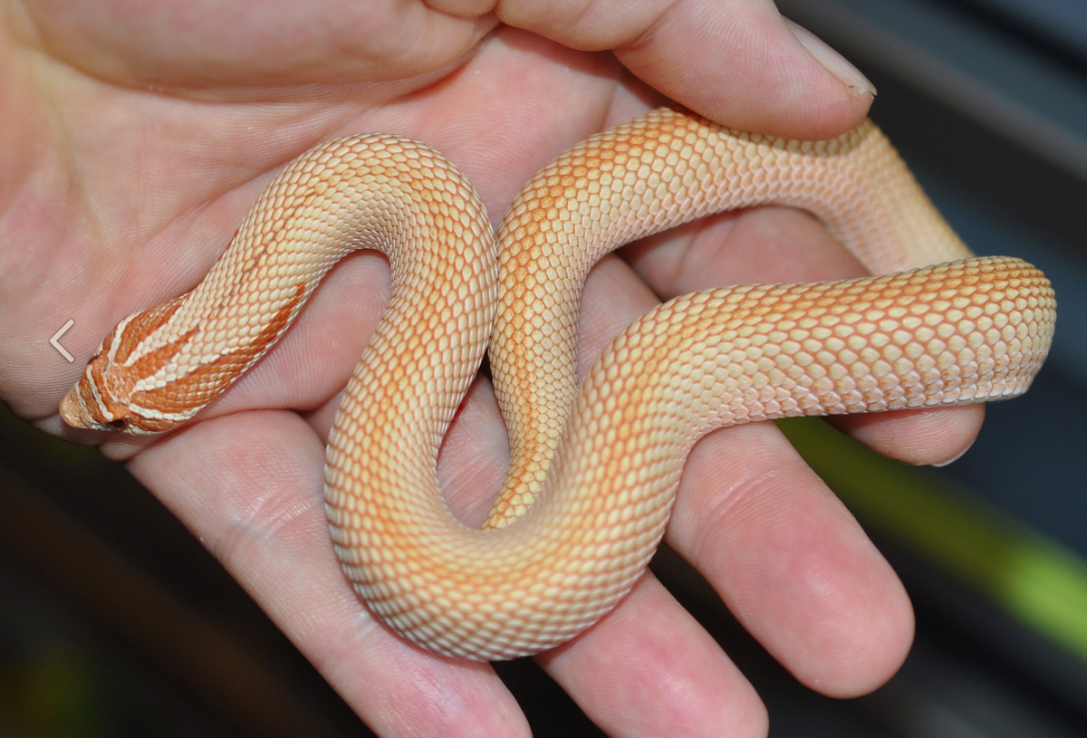 Самая быстрая змея ужеобразных. Hognose змея. Heterodon nasicus морфы. Свиная змея. Hognose Morphs.