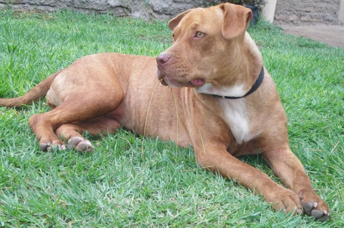    Ветеринар-онколог Каблуков: молодых собак нужно показывать врачу раз в год