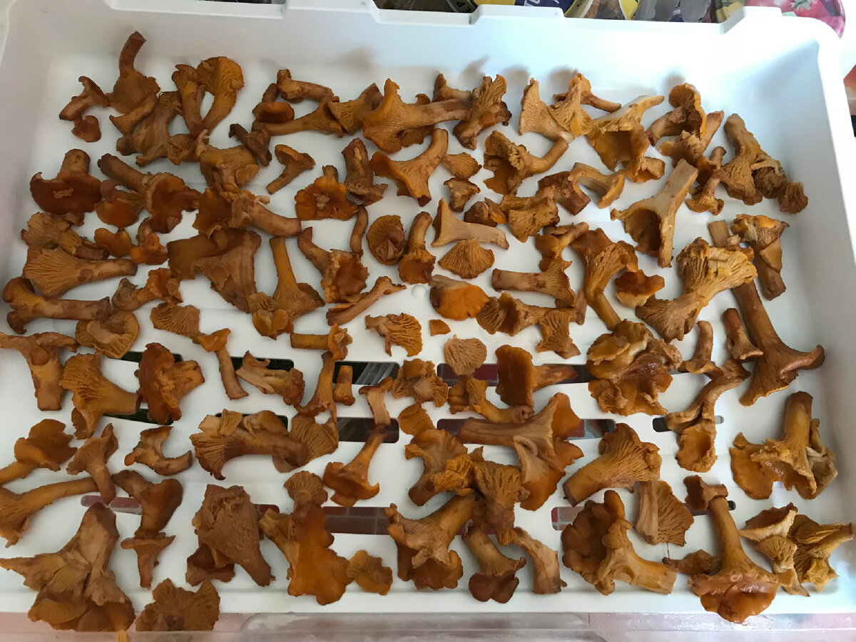 Отваренные грибы в холодильник.