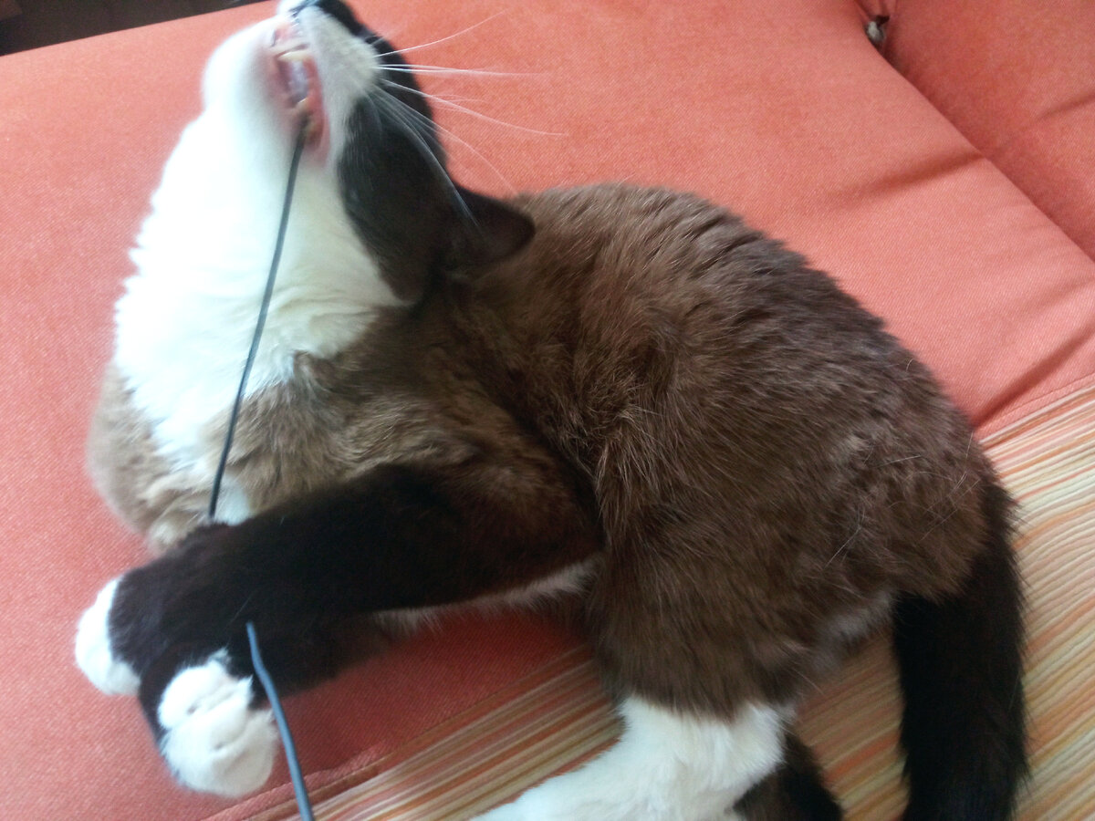 Симона пытается перекусить провод от наушников. "Акулью улыбку не видели? Тогда смотрите"