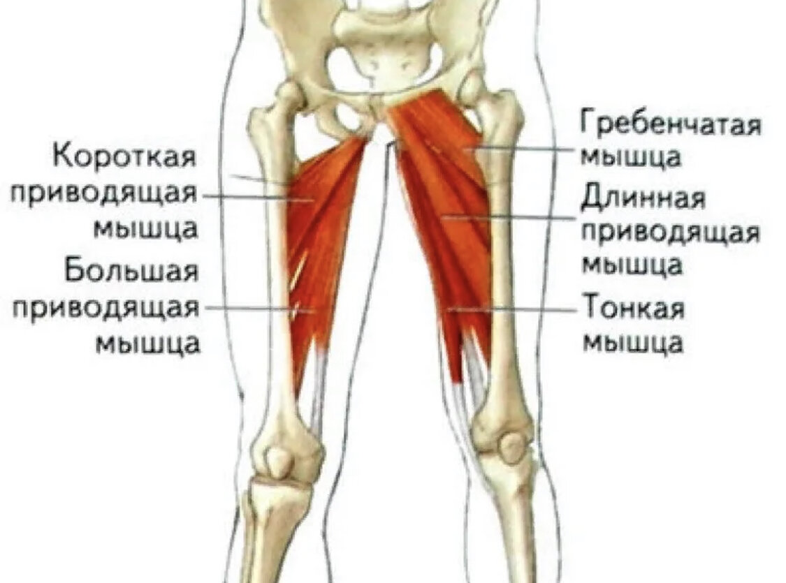 Строение бедра