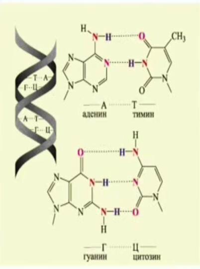 Водородный связи между аденином и тимином. Вторичная структура ДНК аденин Тимин. Аденин и Тимин водородная связь. Соединение аденина и Тимина. Аденин Тимин связь.