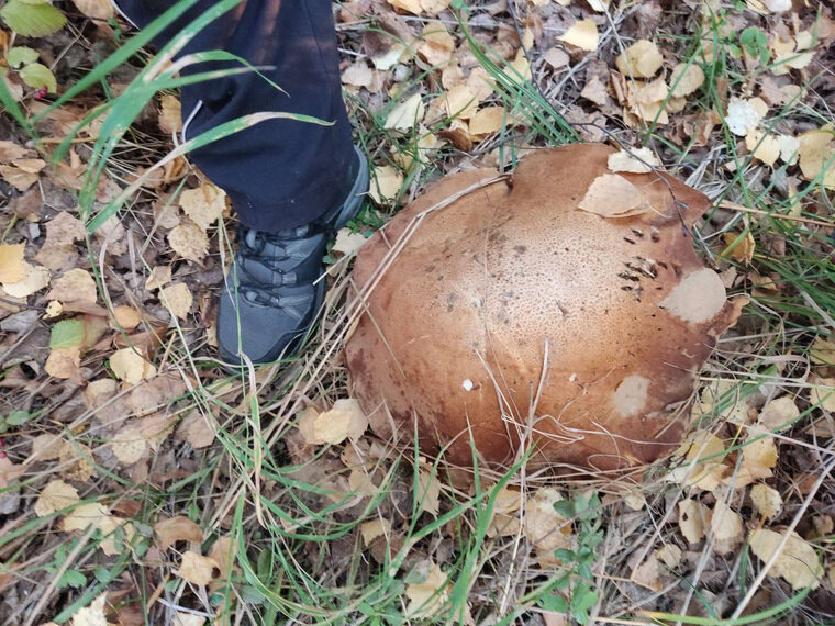    Гриб поразил супругов своим размером