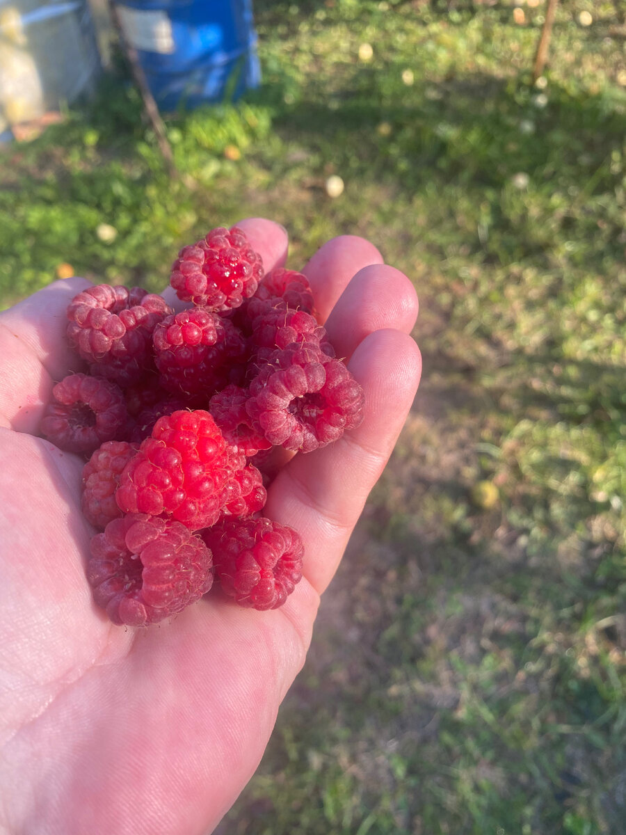 Ягода малина)))
