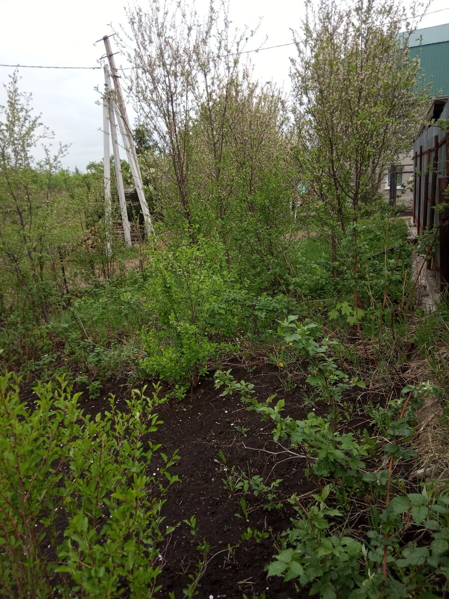 Дождь "мешает" расти травке)))))))))