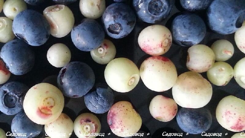 Белая черника ( Actaea pachypoda )
