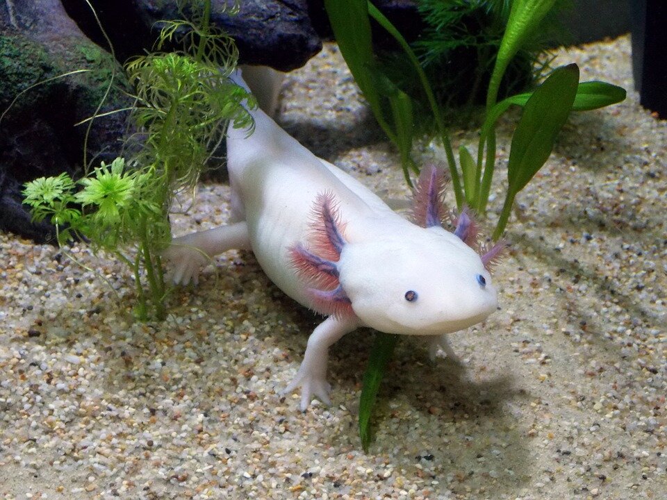 https://pixabay.com/photos/axolotl-leucistique-male-ambystoma-2193331/