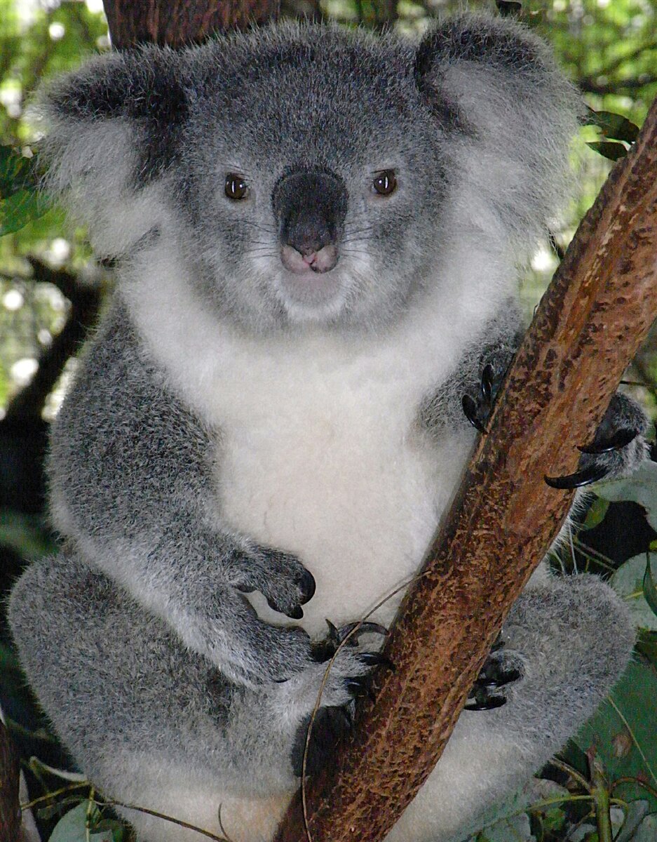 https://www.google.com/imgres?imgurl=https%3A%2F%2Fupload.wikimedia.org%2Fwikipedia%2Fcommons%2F2%2F25%2FFriendly_Female_Koala.JPG&imgrefurl=https%3A%2F%2Fru.wikipedia.org%2Fwiki%2F%25D0%259A%25D0%25BE%25D0%25B0%25D0%25BB%25D0%25B0&tbnid=LknthS3KjG5jaM&vet=1&docid=F1DlUQeD_cgJSM&w=2568&h=3512&q=%D0%BA%D0%BE%D0%B0%D0%BB%D1%8B&hl=ru-RU&source=sh%2Fx%2Fim